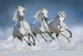 corriendo caballos grises animales